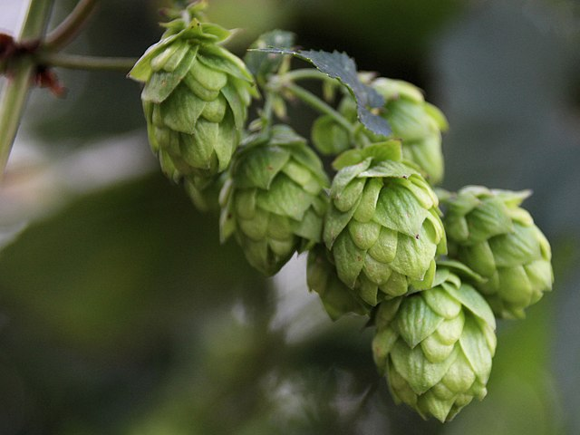 hops growing